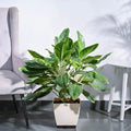 Aglaonema Ice Plant XL