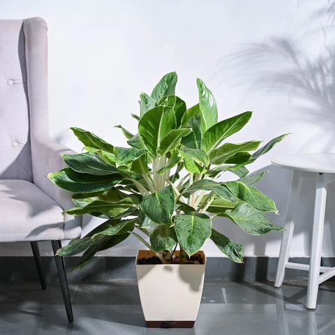 Aglaonema Ice Plant XL