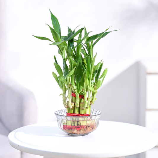 Lucky Bamboo