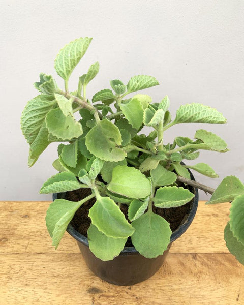 Ajwain