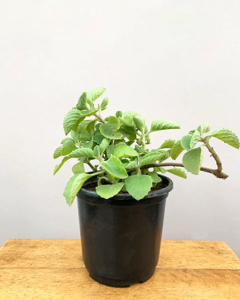 Ajwain