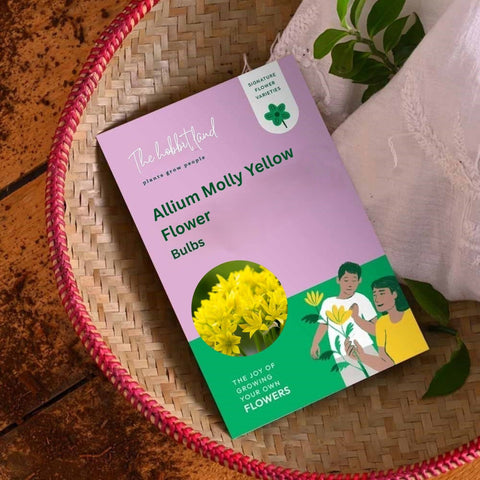 Allium Molly Yellow