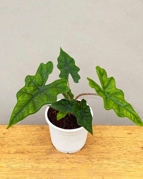 Alocasia Jacklyn