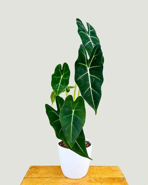 Alocasia Micholitziana - Frydek