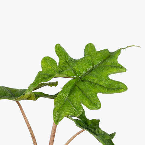 Alocasia Jacklyn