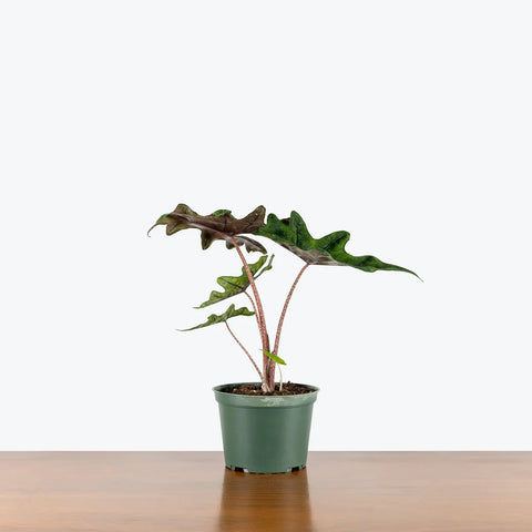Alocasia Jacklyn