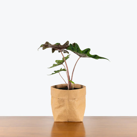 Alocasia Jacklyn