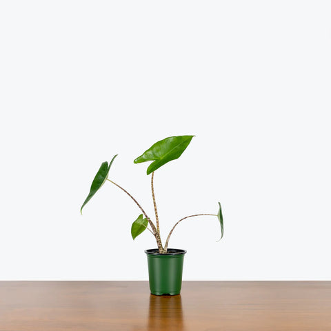 Alocasia Zebrina