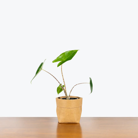 Alocasia Zebrina