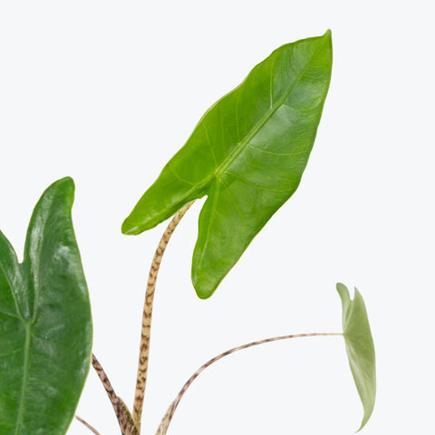 Alocasia Zebrina