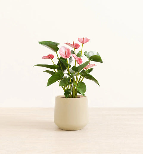 Anthurium Livium