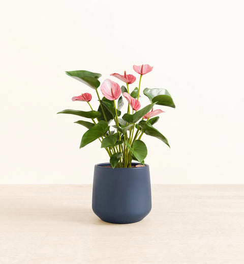 Anthurium Livium