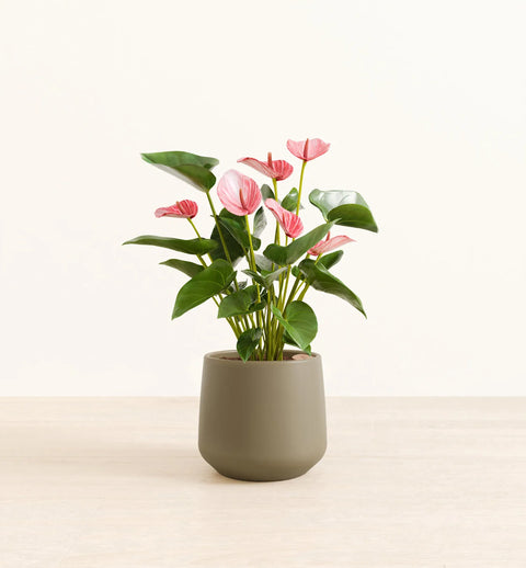 Anthurium Livium
