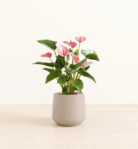 Anthurium Livium