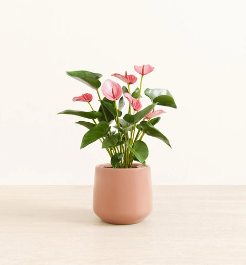 Anthurium Livium