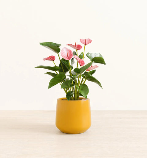 Anthurium Livium