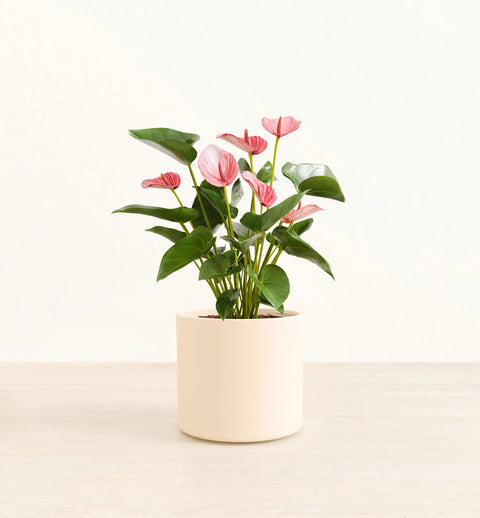 Anthurium Livium
