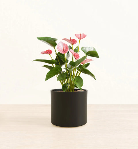 Anthurium Livium