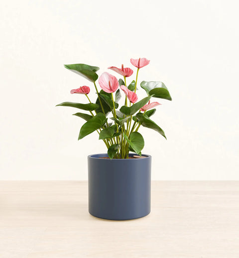 Anthurium Livium