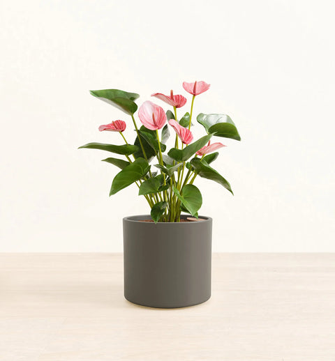 Anthurium Livium