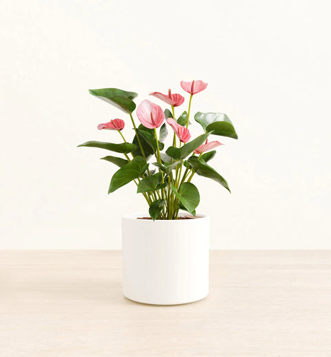 Anthurium Livium