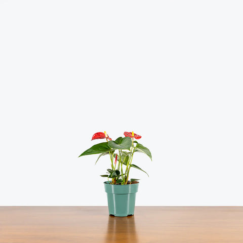 Anthurium Red