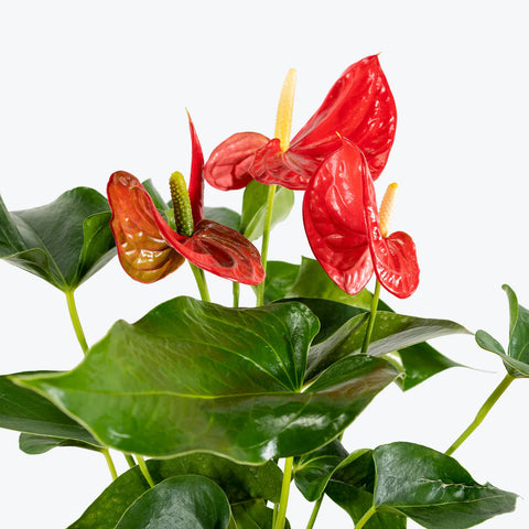 Anthurium Red