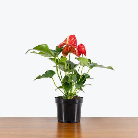 Anthurium Red