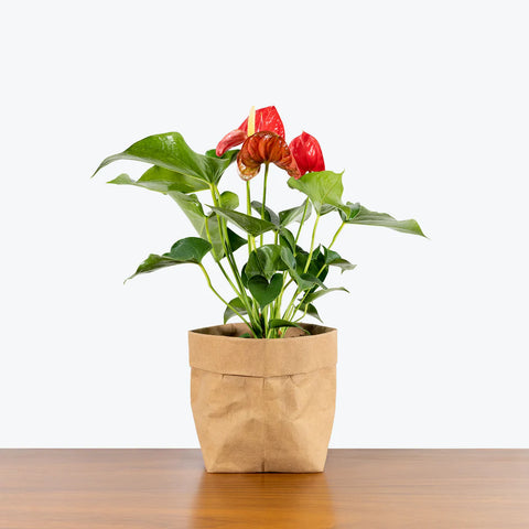 Anthurium Red