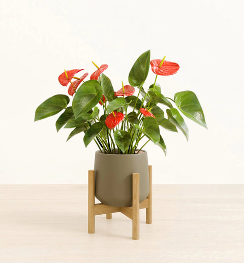 Anthurium Red