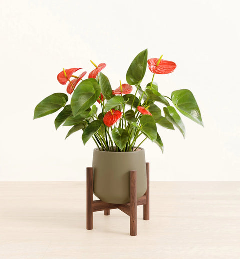 Anthurium Red