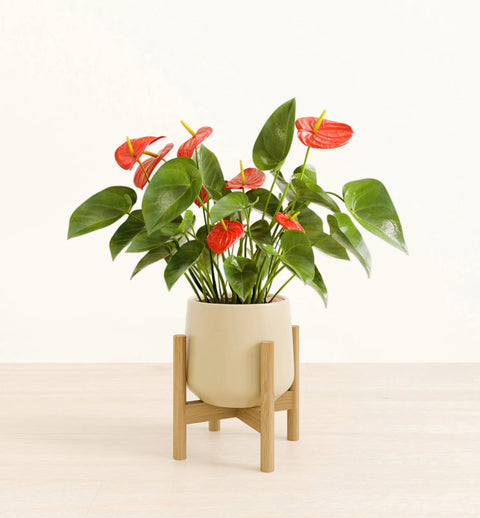 Anthurium Red