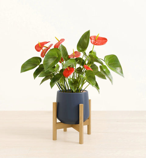 Anthurium Red