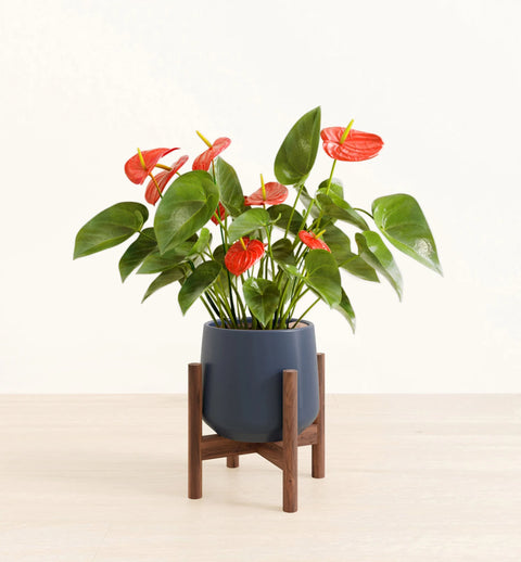 Anthurium Red