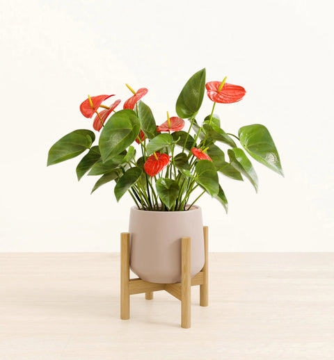 Anthurium Red