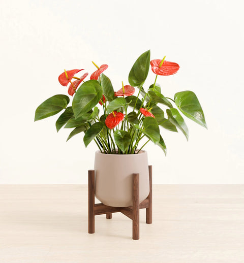 Anthurium Red