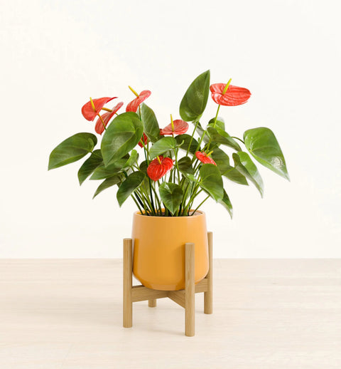 Anthurium Red
