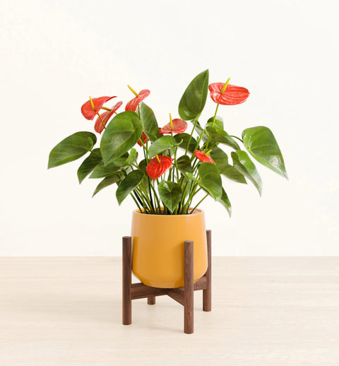 Anthurium Red