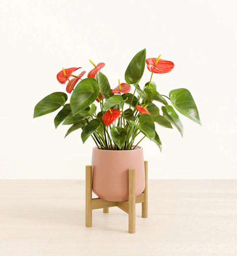 Anthurium Red