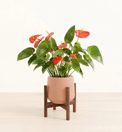 Anthurium Red