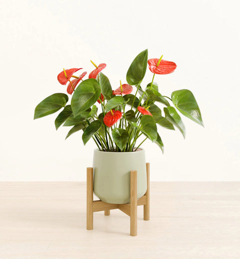 Anthurium Red