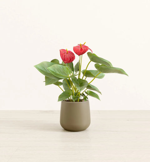 Anthurium Red