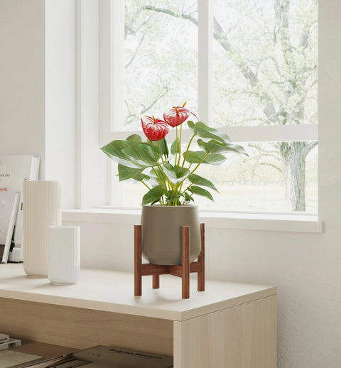 Anthurium Red