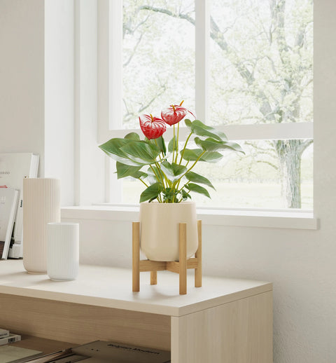 Anthurium Red