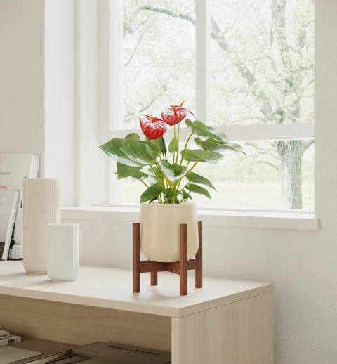 Anthurium Red