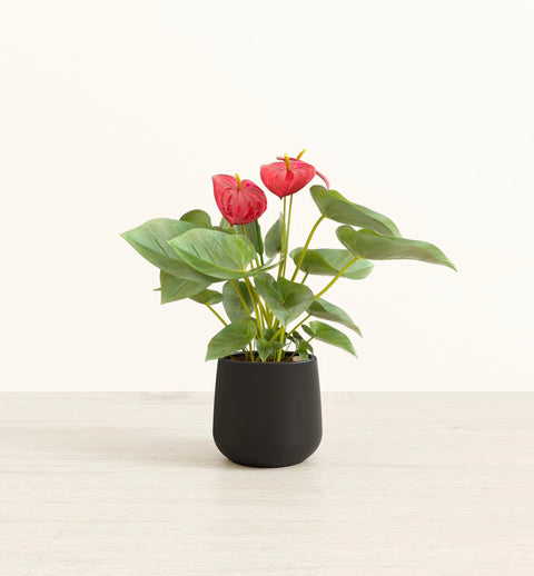 Anthurium Red