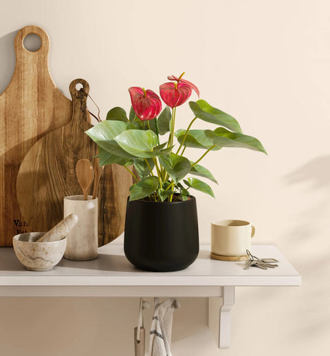 Anthurium Red