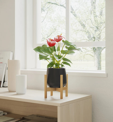 Anthurium Red