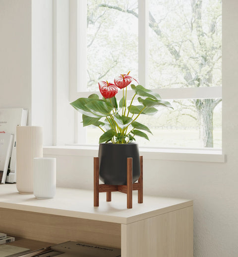 Anthurium Red