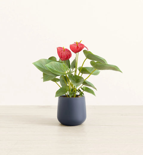 Anthurium Red